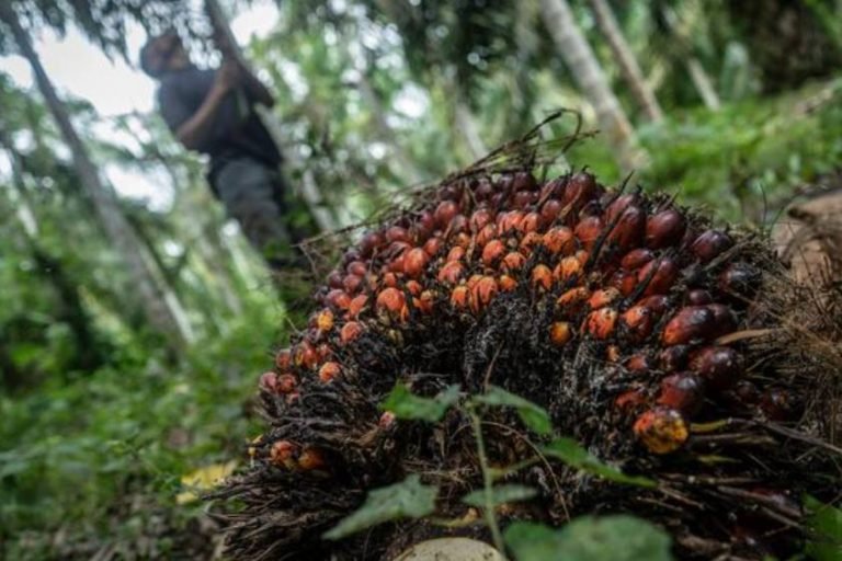 Daftar Saham CPO (Kelapa Sawit) Di Bursa Efek Indonesia 2024 ...